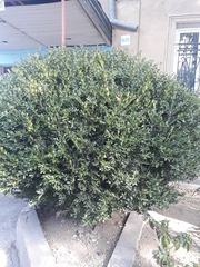 Buxus