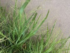 Panicum dichotomiflorum