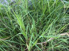 Panicum dichotomiflorum