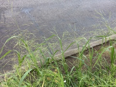 Panicum dichotomiflorum