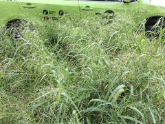 Panicum dichotomiflorum