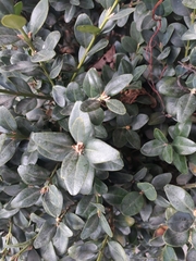 Buxus