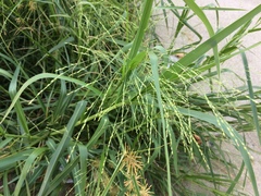 Panicum dichotomiflorum