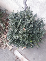 Buxus