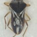 Microvelia hinei - Photo (c) Matthew Pintar, some rights reserved (CC BY), uploaded by Matthew Pintar