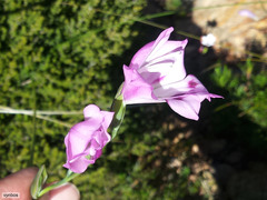 Gladiolus inflatus