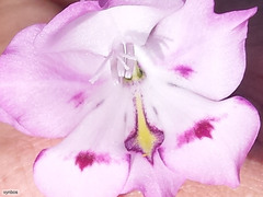 Gladiolus inflatus