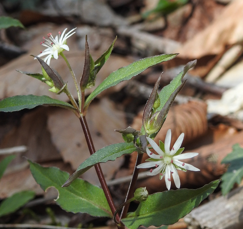 star chickweed