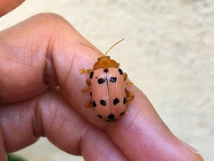 Podontia quatuordecimpunctata