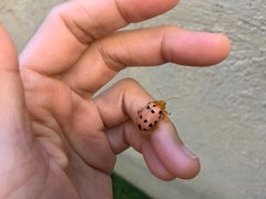 Podontia quatuordecimpunctata