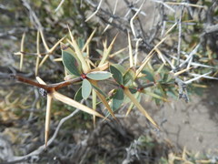 Berberis grevilleana