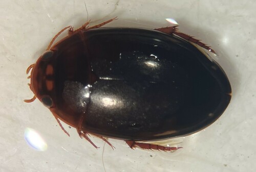 Platambus semivittatus