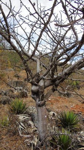 Bursera esparzae Rzed., Calderón & Medina 2