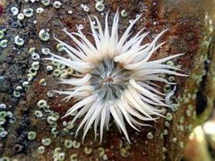 Anthothoe albocincta