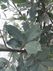 Laurus nobilis