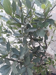 Laurus nobilis