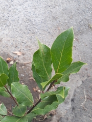 Laurus nobilis