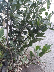 Laurus nobilis