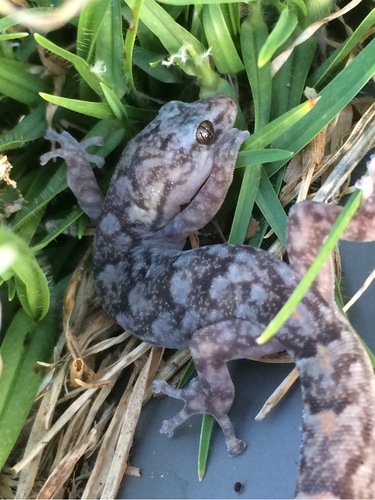 Southern Marbled Gecko, photo 5 of 10
