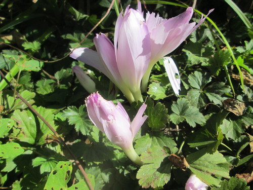 Colchicum autumnale