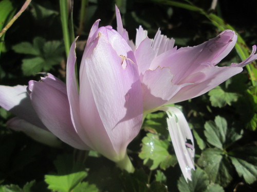 Colchicum autumnale