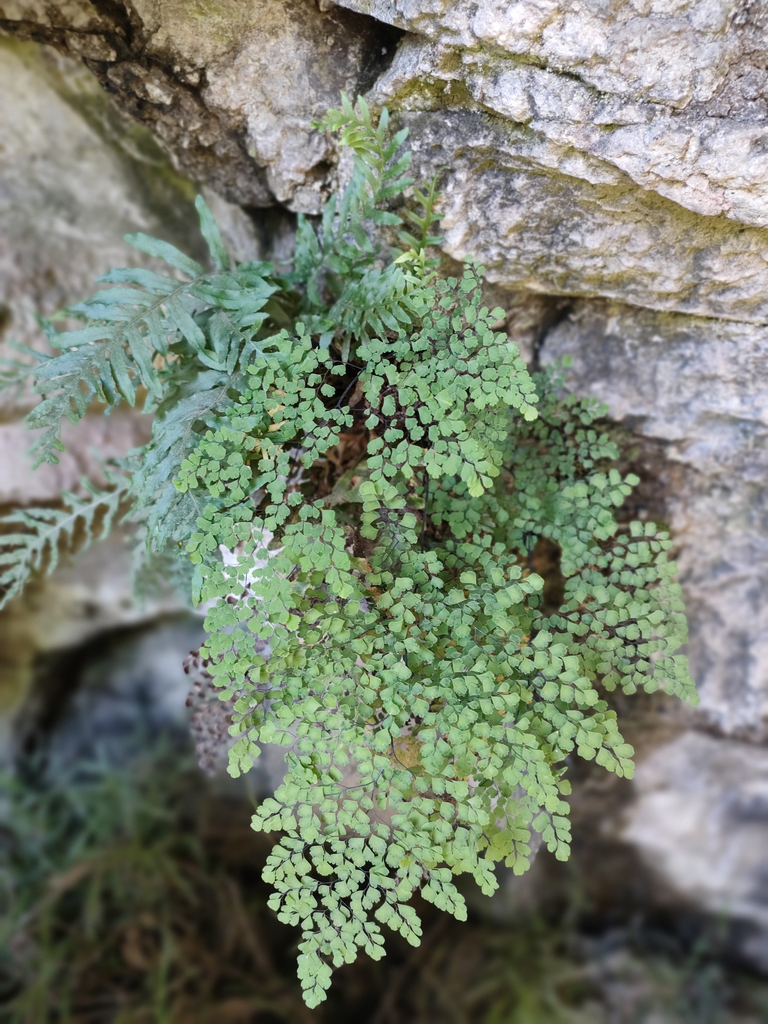 Adiantum raddianum — photo 2