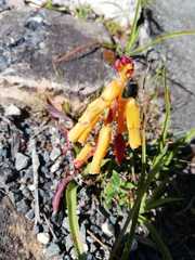Lachenalia flava
