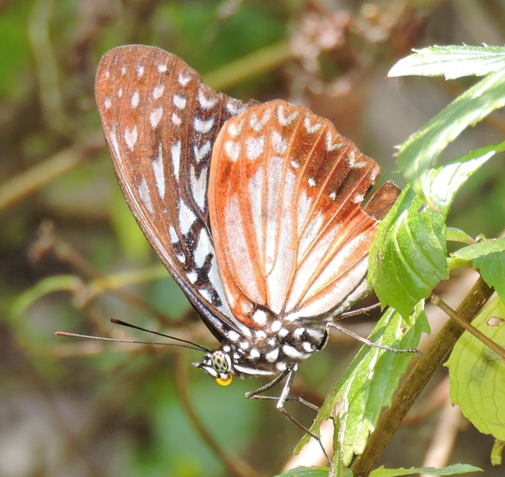 Hestinalis