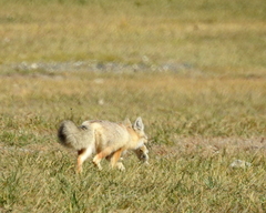 Vulpes corsac