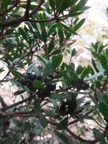 Mountain Pepper (Drimys lanceolata)