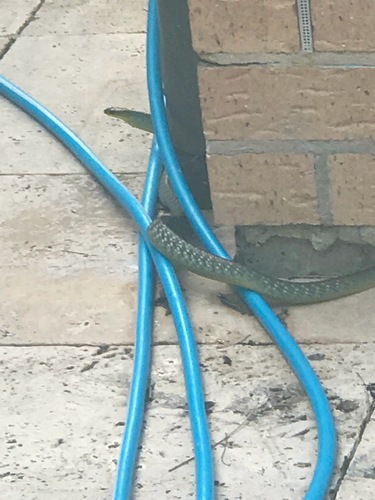 Common Tree Snake sighting