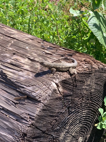 iNaturalist observation photo of Western Fence Lizard