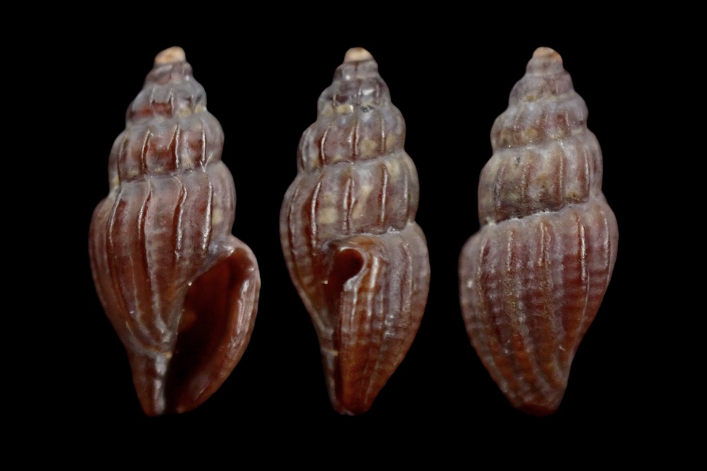 Plicate Mangelia