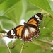 Mariposa Tigre de Manglar - Photo (c) CheongWeei Gan, algunos derechos reservados (CC BY-NC), uploaded by CheongWeei Gan