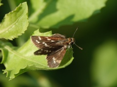 Taractrocera maevius