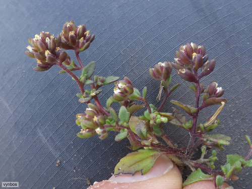Viscous Capewort (Phyllopodium viscidissimum)