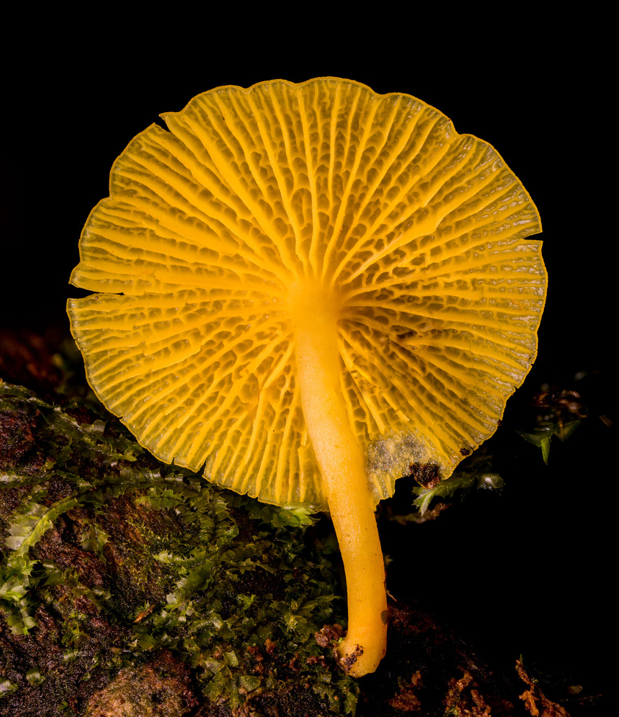 Marasmius rhyssophyllus · March 2023 · photo: © alan_rockefeller (iNaturalist, cc-by-sa)