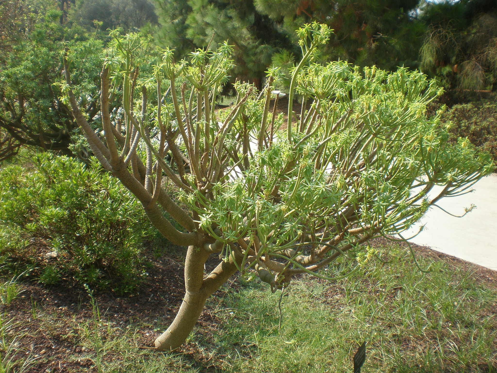 Euphorbia anachoreta