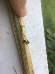 Phorastes incognitus
