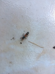 Phorastes incognitus