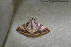 Agrioglypta naralis