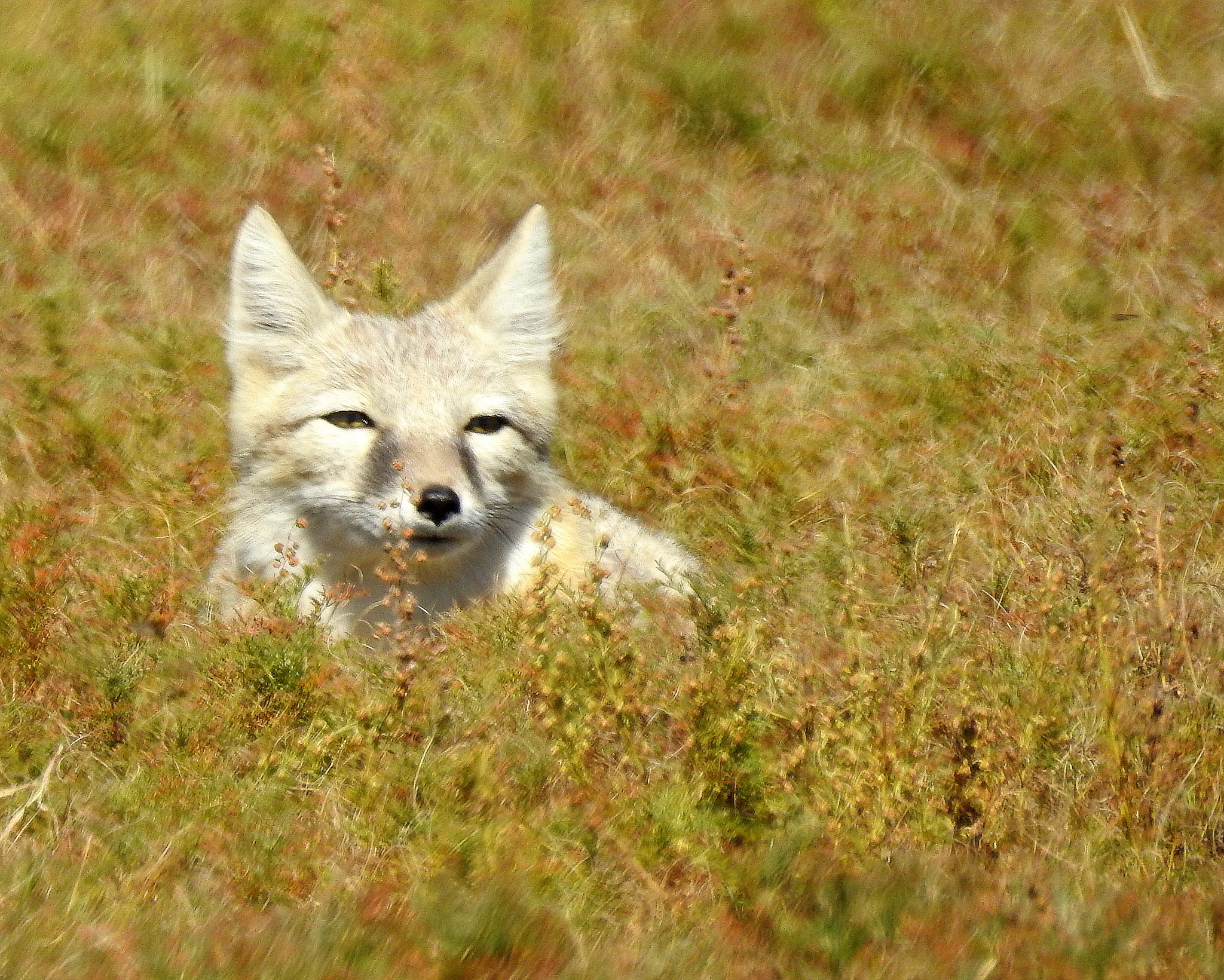 Corsac Fox (Vulpes corsac) · iNaturalist