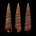 Cerithiopsidae - Photo (c) Doyeon Kim, some rights reserved (CC BY-NC), uploaded by Doyeon Kim