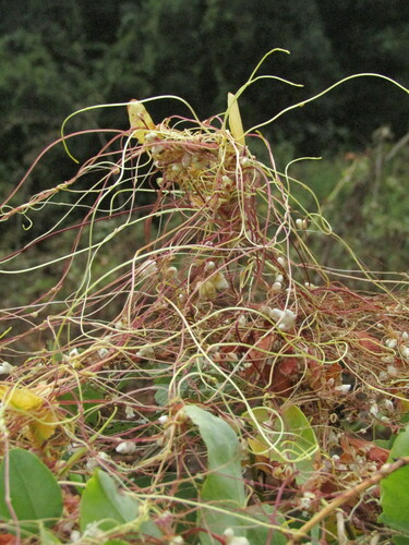 Image of Cuscuta chilensis by (c) Bruno Avilez, some rights reserved (CC BY)