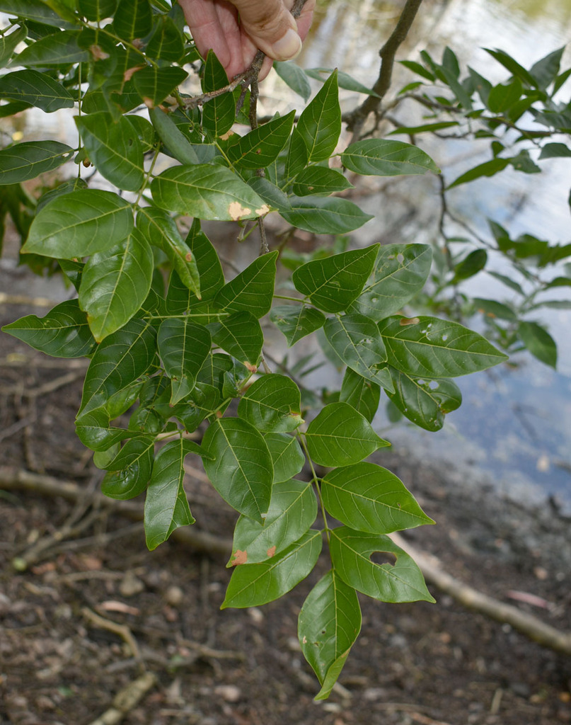 Indian beech tree from Cairns QLD, Australia on February 9, 2023 at 10: ...