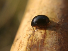 Coelostoma orbiculare