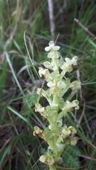 Pterygodium volucris