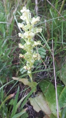 Pterygodium volucris