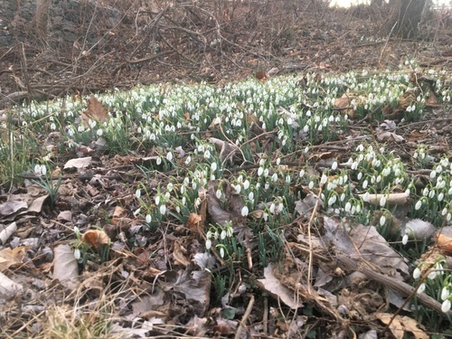 Common snowdrop