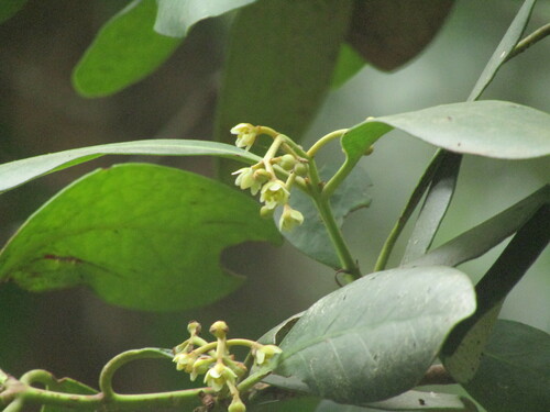 Gomortega (Gomortega keule)